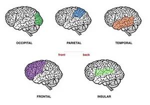 Neuromarketing cortex